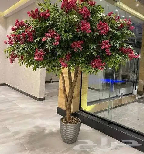 اشجار وزروع الجهنميه والزيتون 6