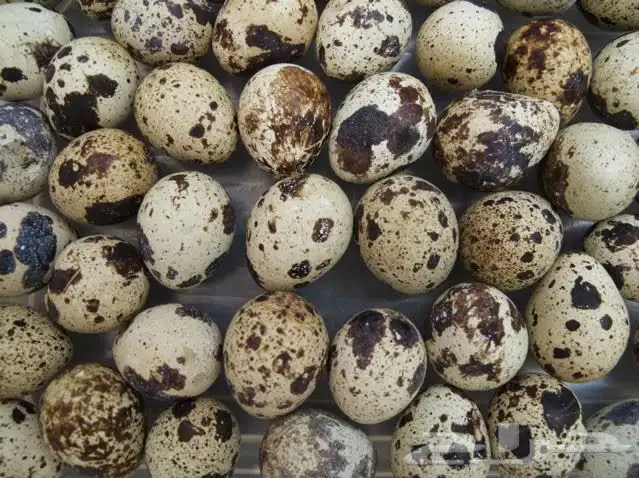 ( سمان طازج   سمان بياض   صوص سمان   بيض سمان ) 15