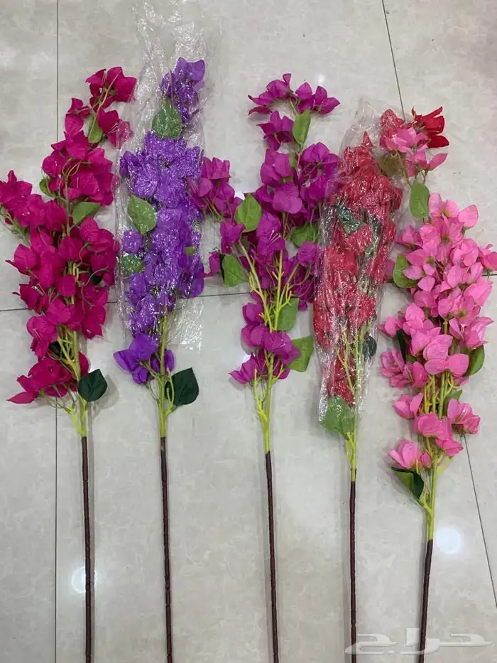 اشجار وزروع الجهنميه والزيتون 7