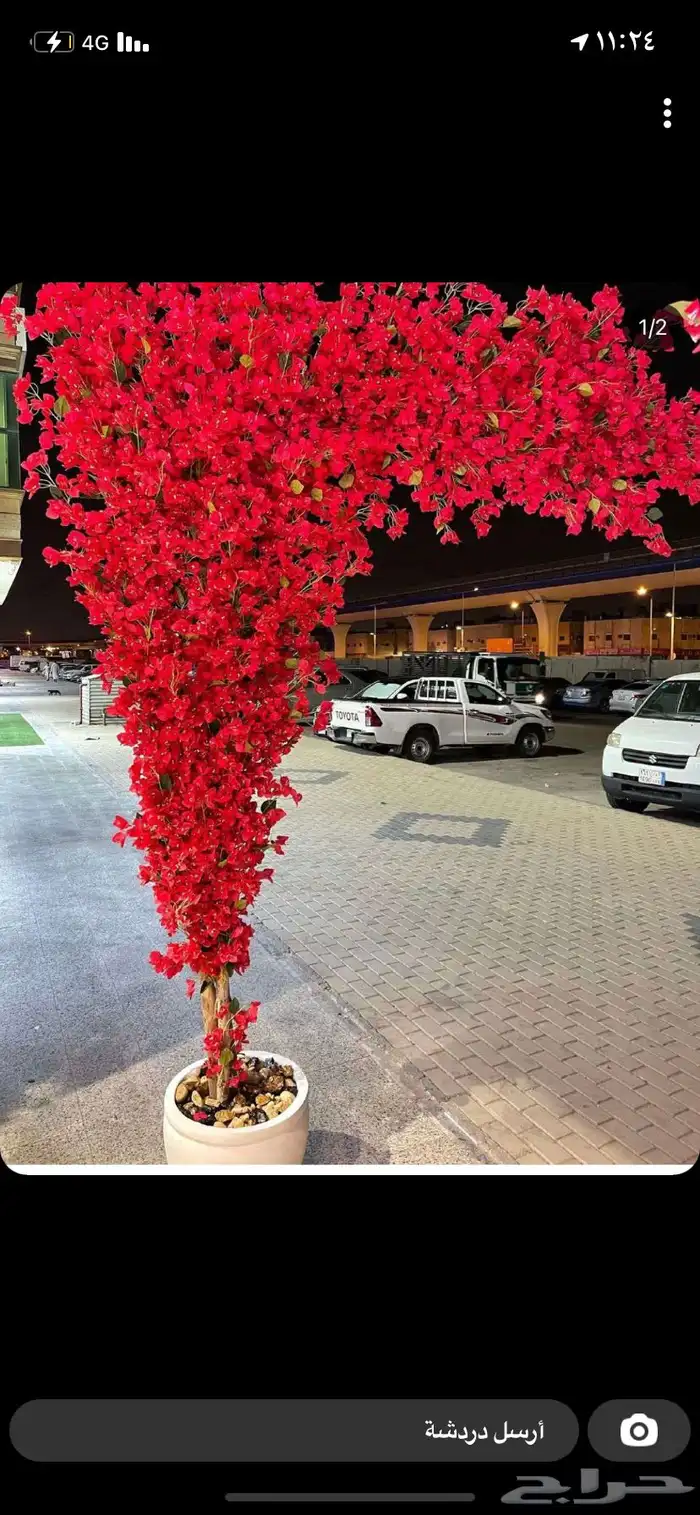 اشجار وزروع الجهنميه والزيتون 15