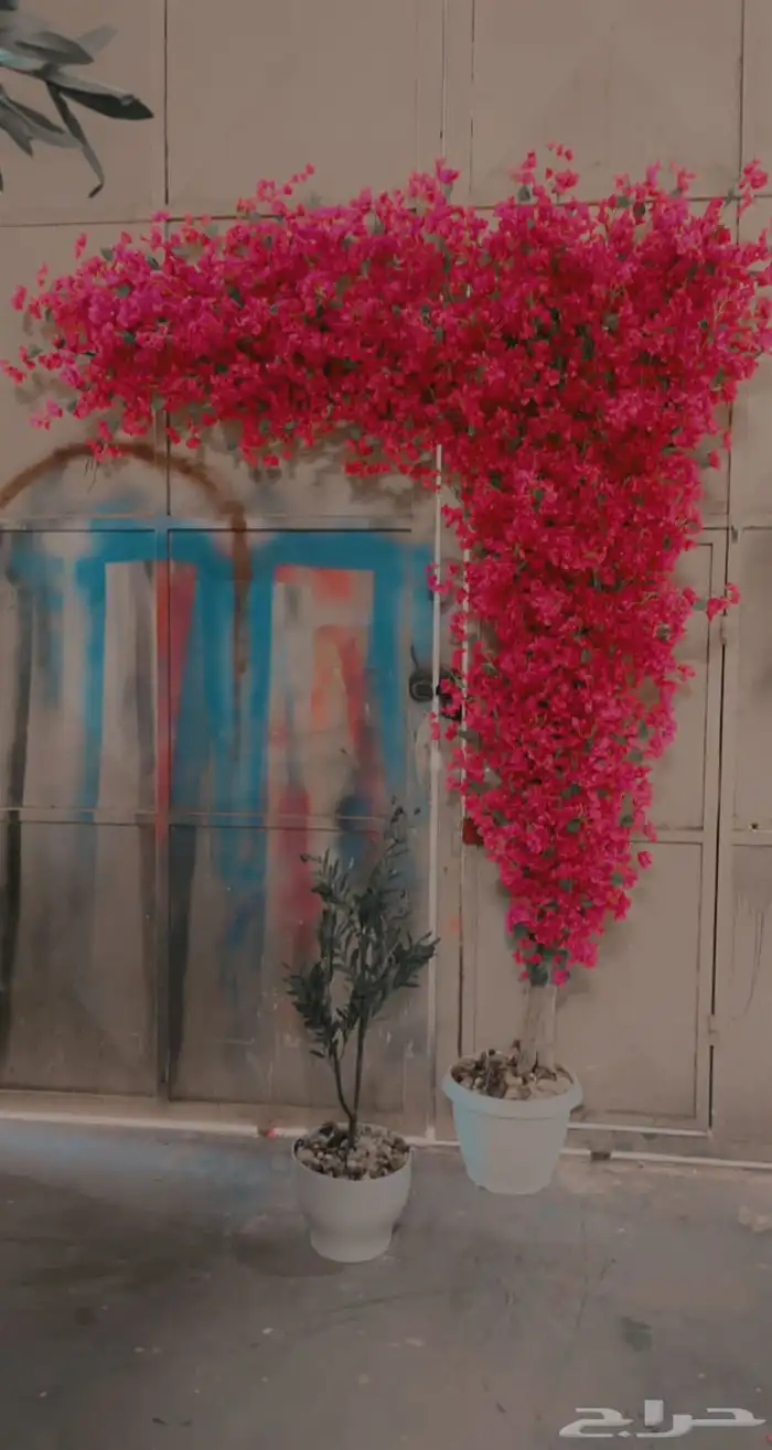 اشجار وزروع الجهنميه والزيتون 13