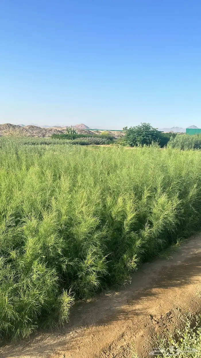 اثل بلدي بالجمله 1