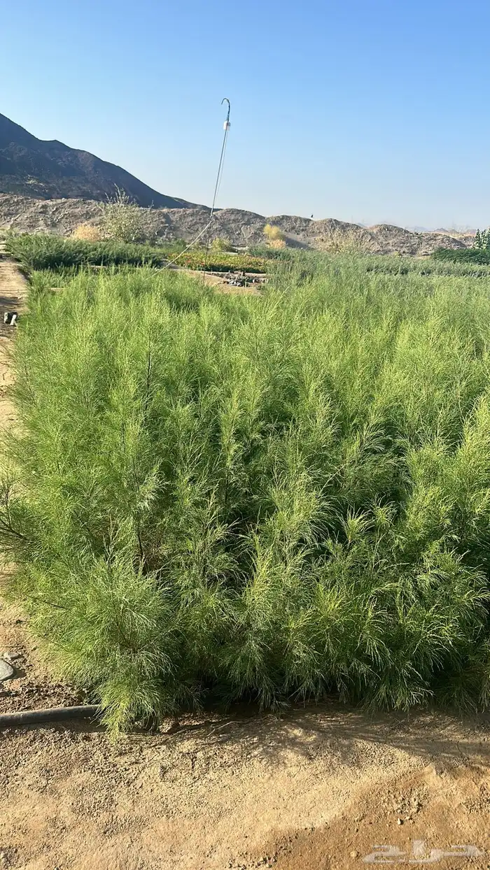 اثل بلدي بالجمله 2