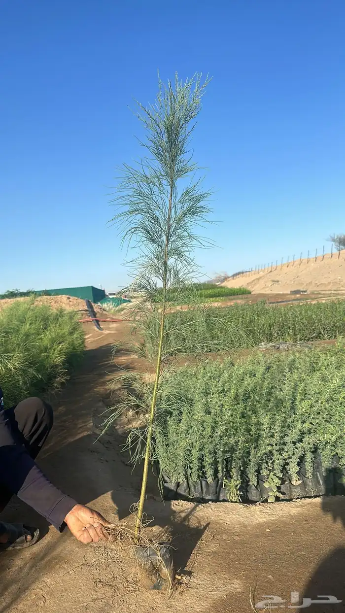 اثل بلدي بالجمله 0