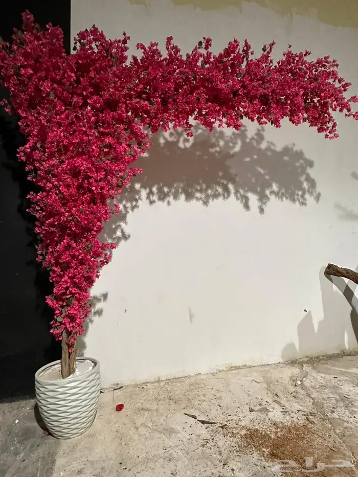 اشجار وزروع الجهنميه والزيتون 0