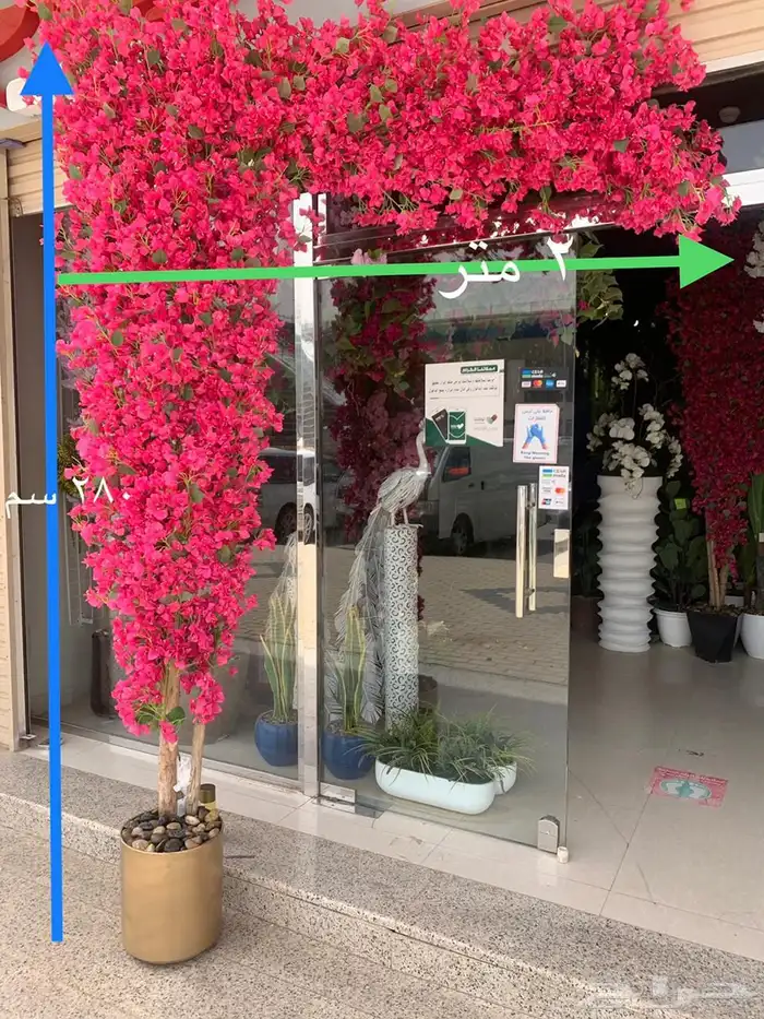 اشجار وزروع الجهنميه والزيتون 12