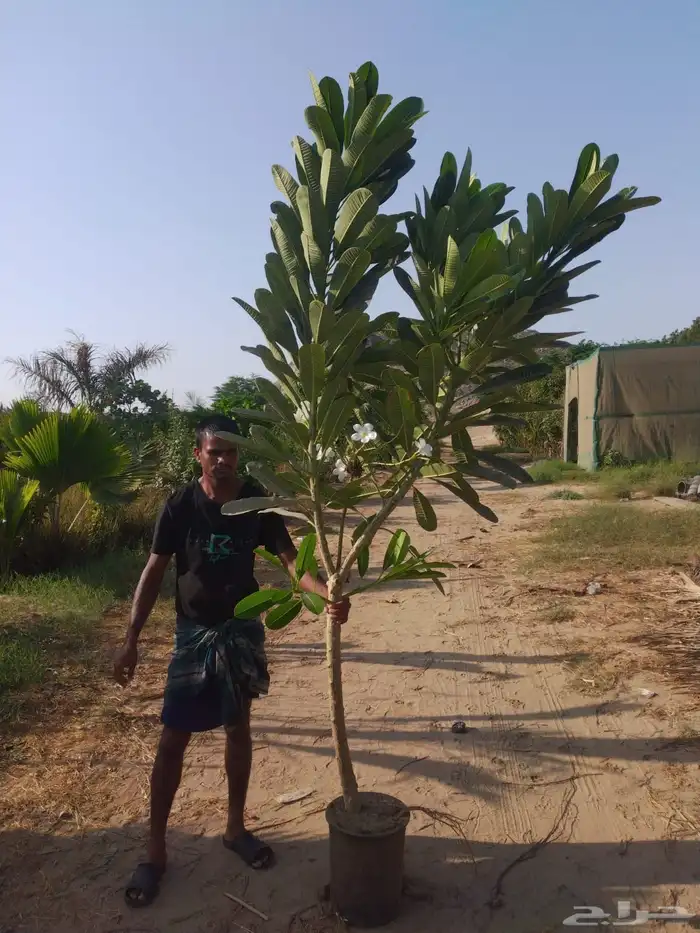 مشتل لبيع الاشجار والنباتات بالجملة 17