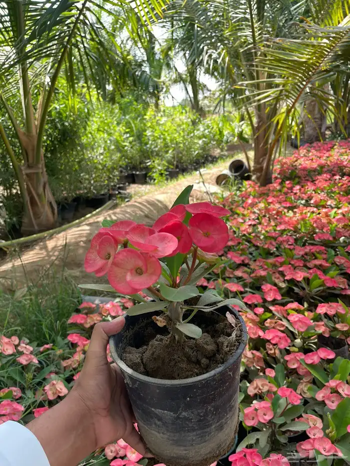 مشتل لبيع الاشجار والنباتات بالجملة 10