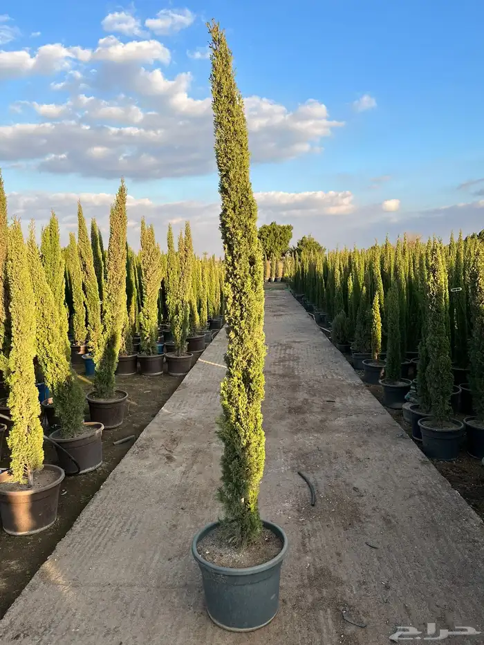 مشتل لبيع الاشجار والنباتات بالجملة 12