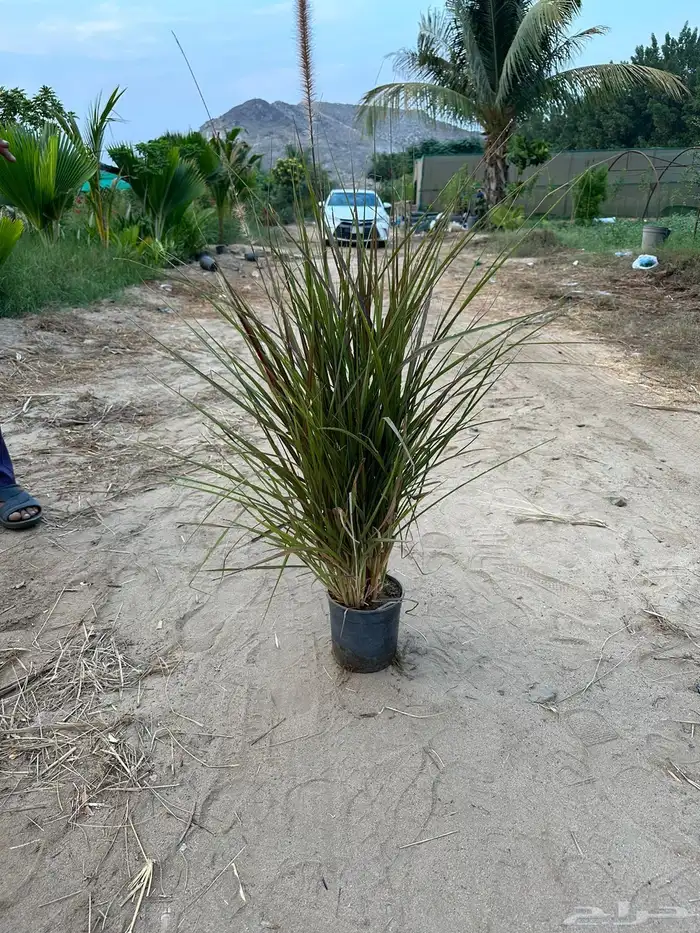 مشتل لبيع الاشجار والنباتات بالجملة 6