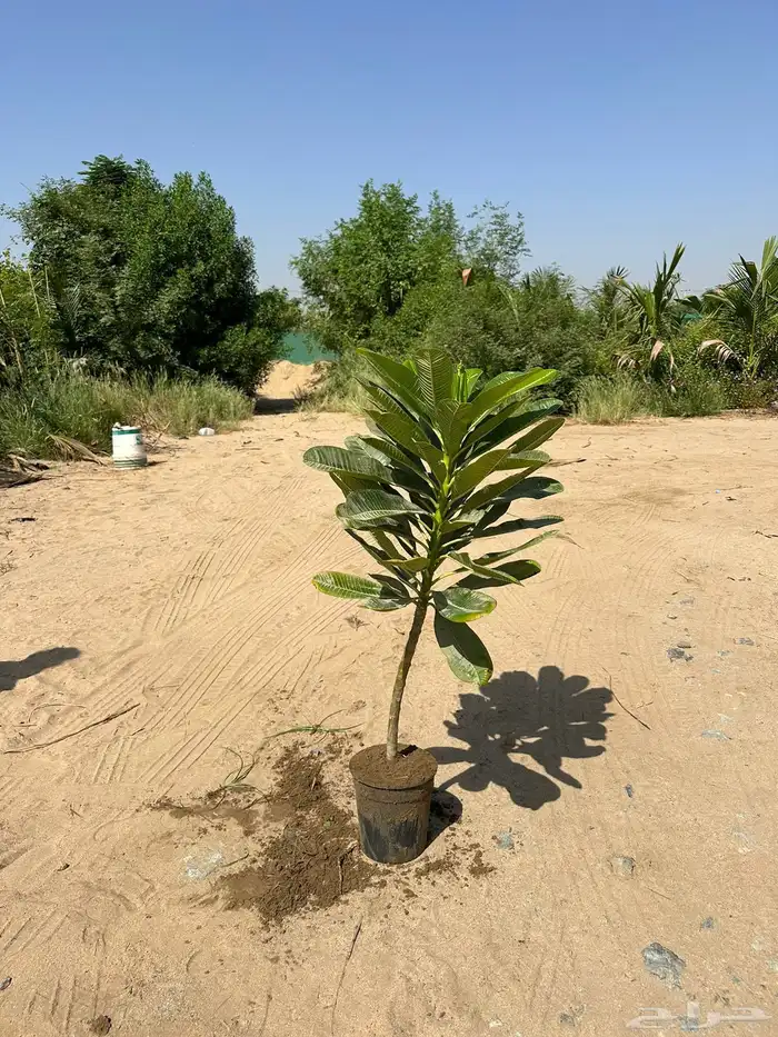 مشتل لبيع الاشجار والنباتات بالجملة 8