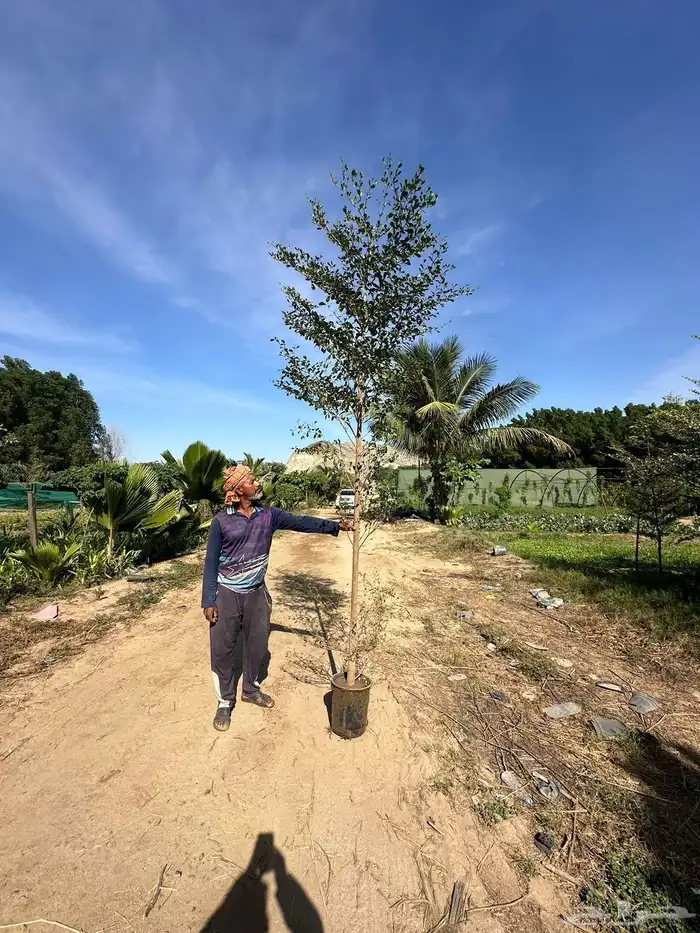 مشتل لبيع الاشجار والنباتات بالجملة 4