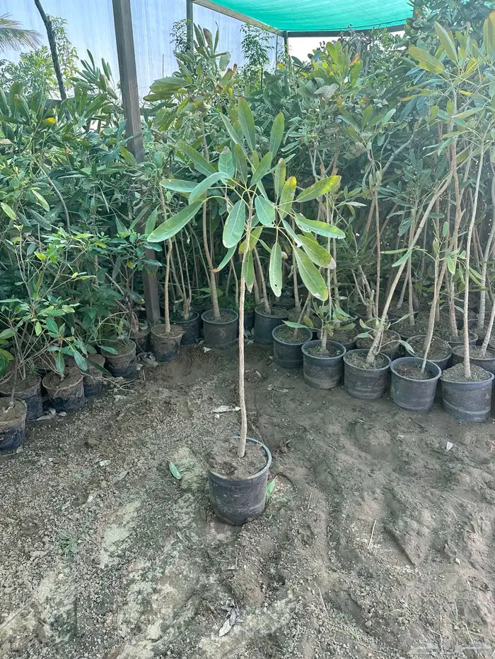 مشتل لبيع الاشجار والنباتات بالجملة 15