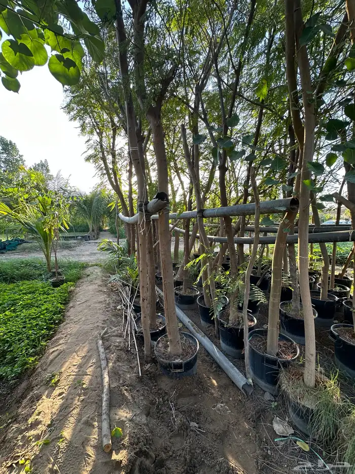 مشتل لبيع الاشجار والنباتات بالجملة 16