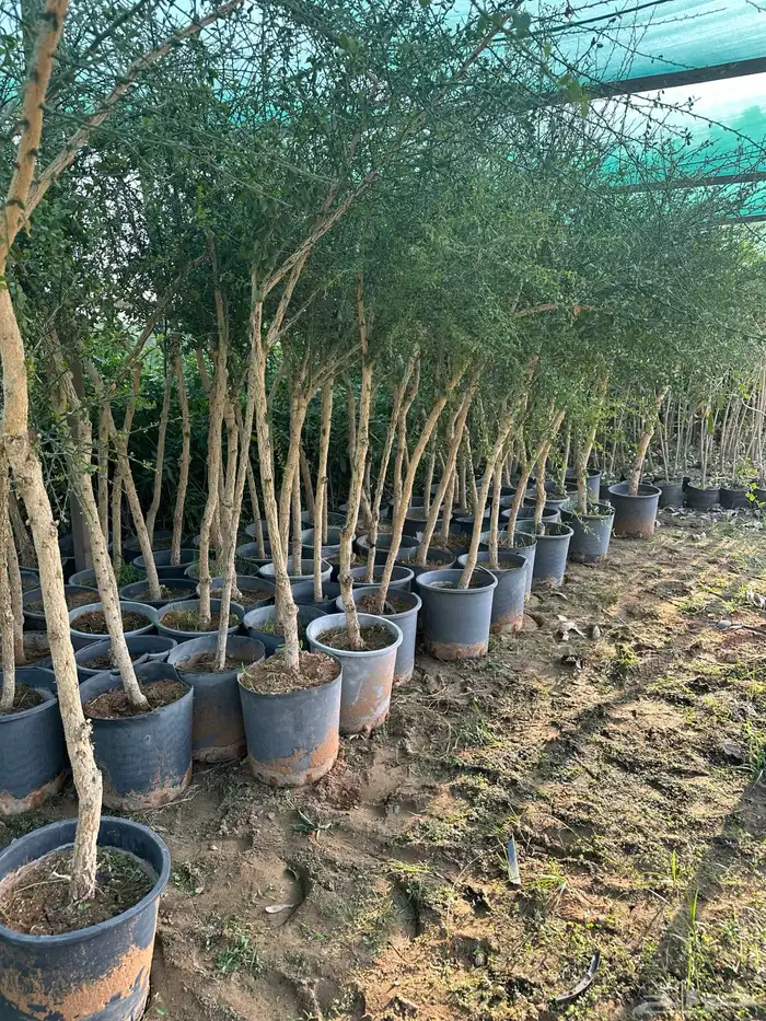 مشتل لبيع الاشجار والنباتات بالجملة 0