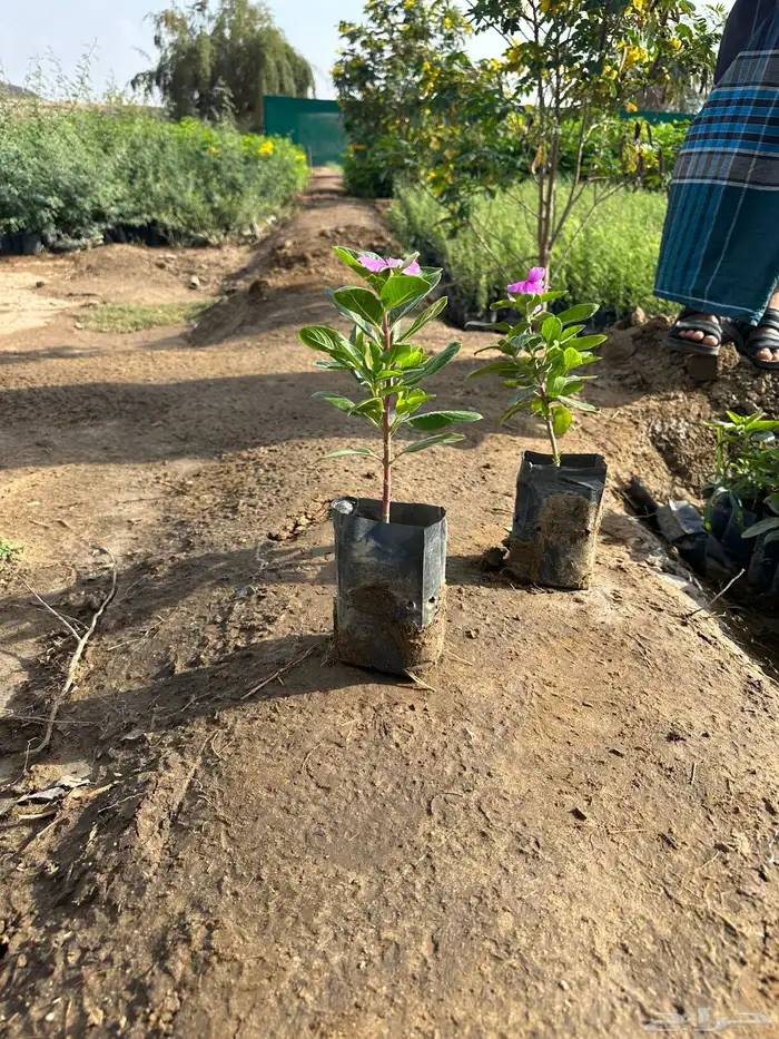 مشتل لبيع الاشجار والنباتات بالجملة 2