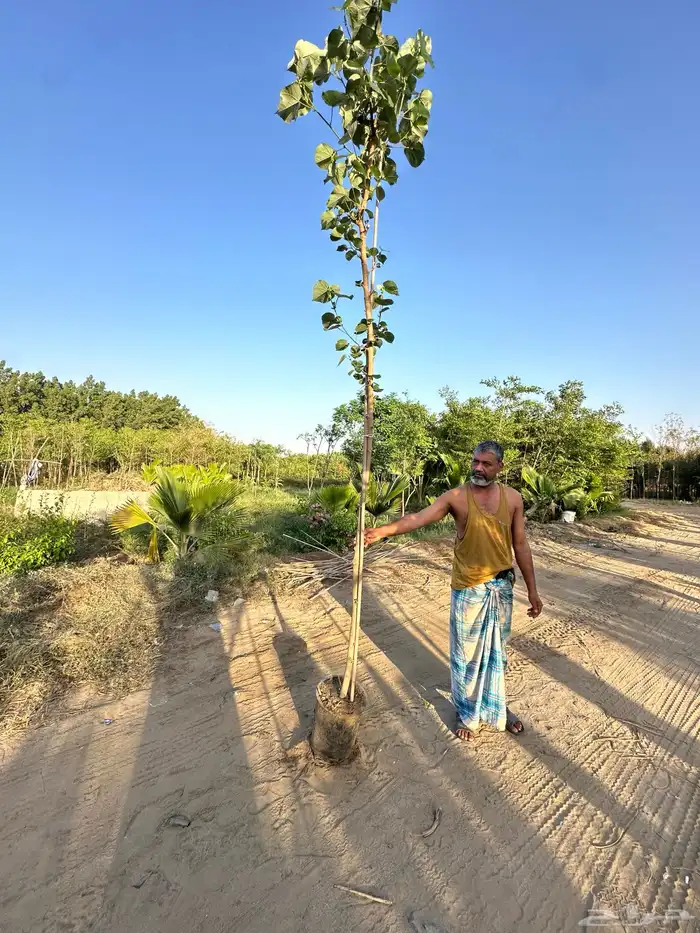 مشتل لبيع الاشجار والنباتات بالجملة 13