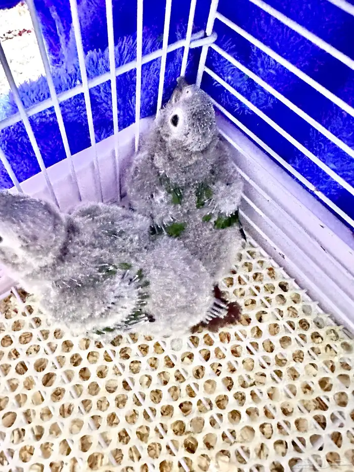 فروخ كنيور قرين شك((تم البيع)) 2