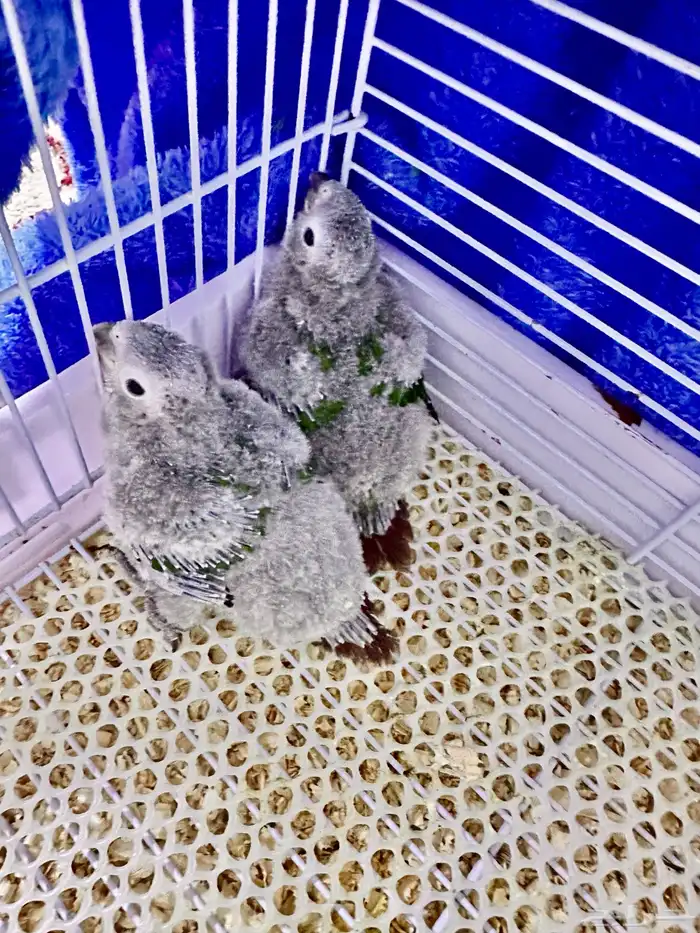 فروخ كنيور قرين شك((تم البيع)) 1