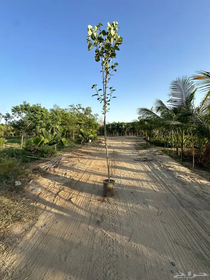 مشتل لبيع الاشجار والنباتات بالجملة 14