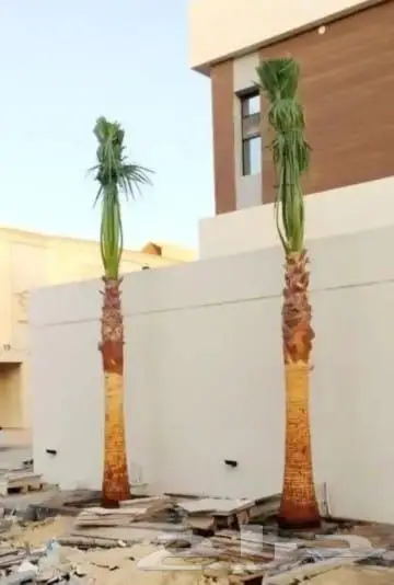 نخل للبيع واشنطني زينه 0