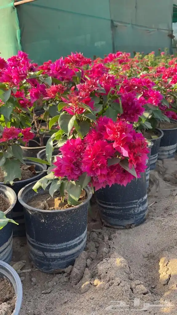 مشتل لبيع الاشجار والنباتات بالجملة 11