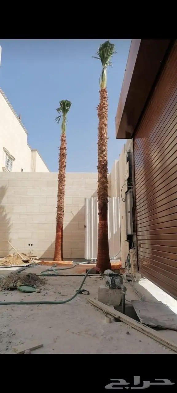نخل للبيع واشنطني زينه 3