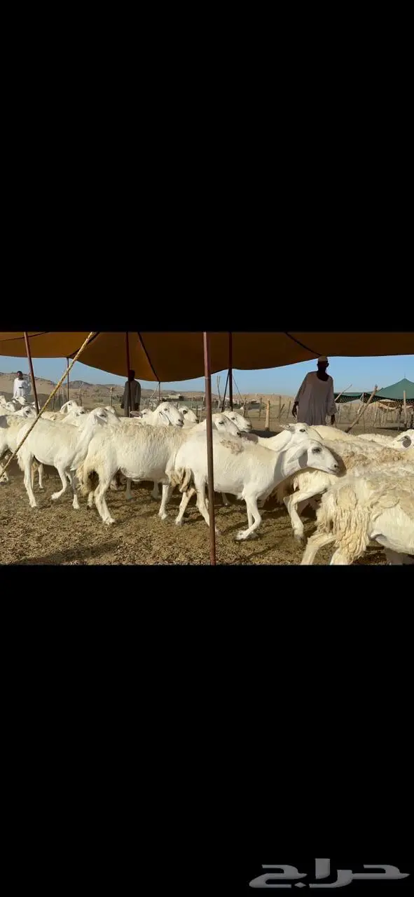 غنم حرية صنف جرروم دفيع 65 1