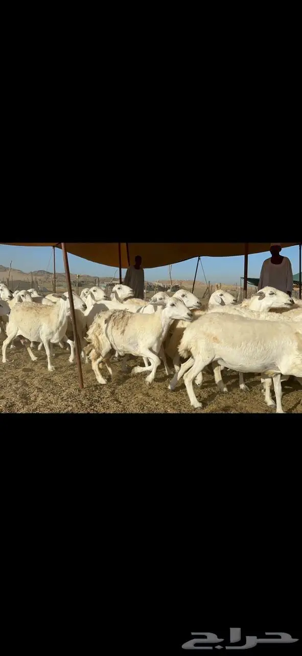 غنم حرية صنف جرروم دفيع 65 2