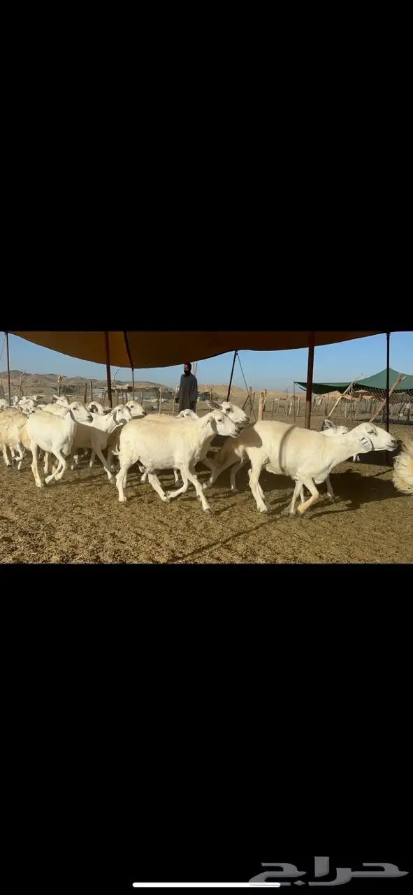 غنم حرية صنف جرروم دفيع 65 0