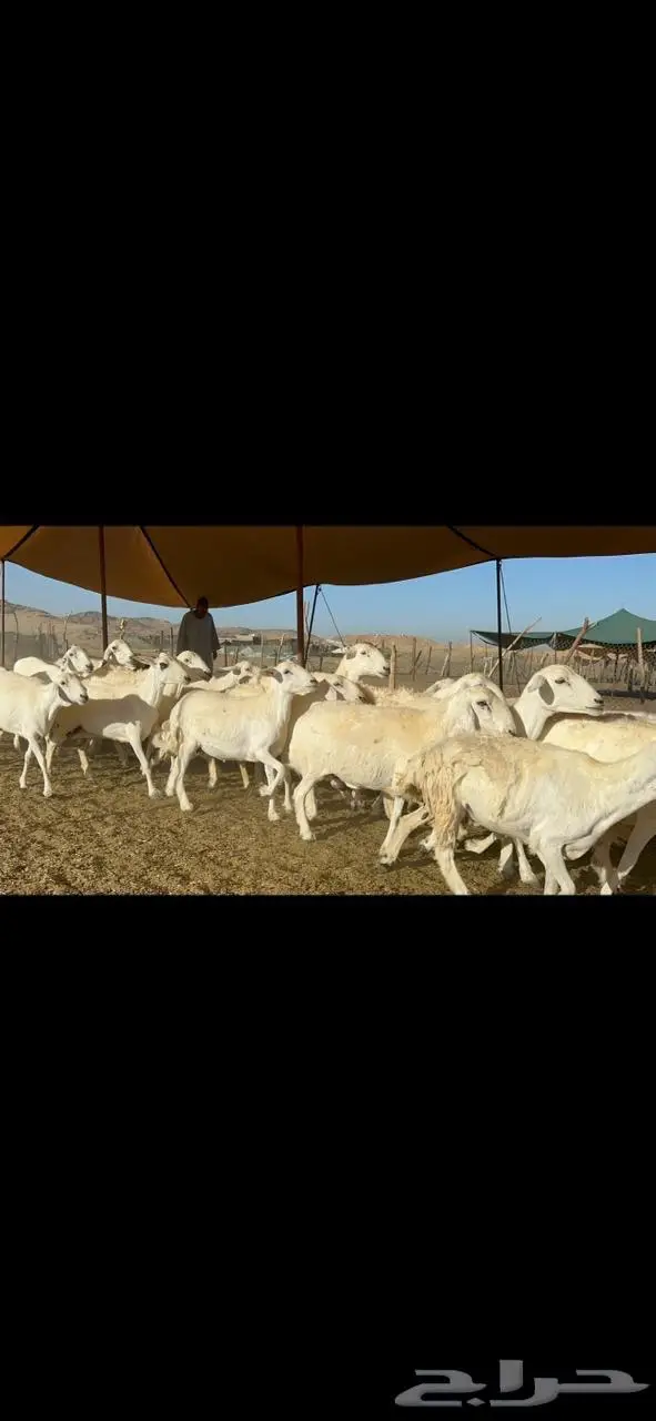 غنم حرية صنف جرروم دفيع 65 4