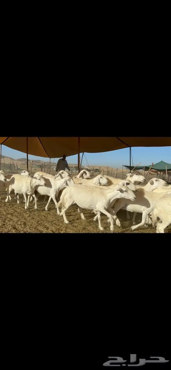 غنم حرية صنف جرروم دفيع 65 3