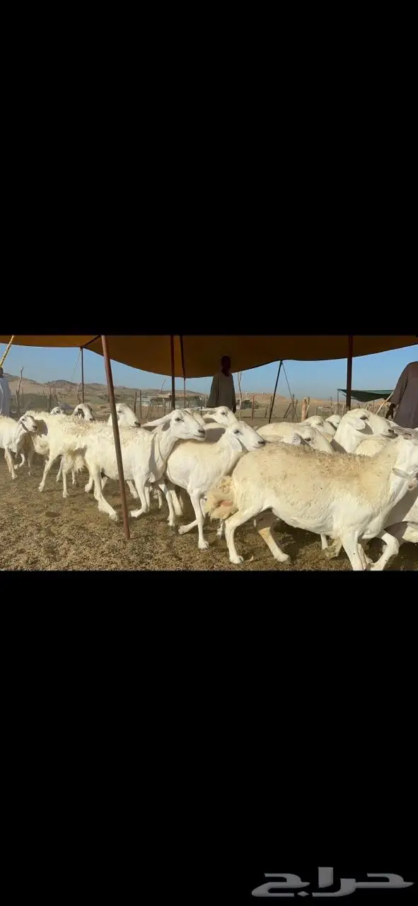 غنم حرية صنف جرروم دفيع 65 7