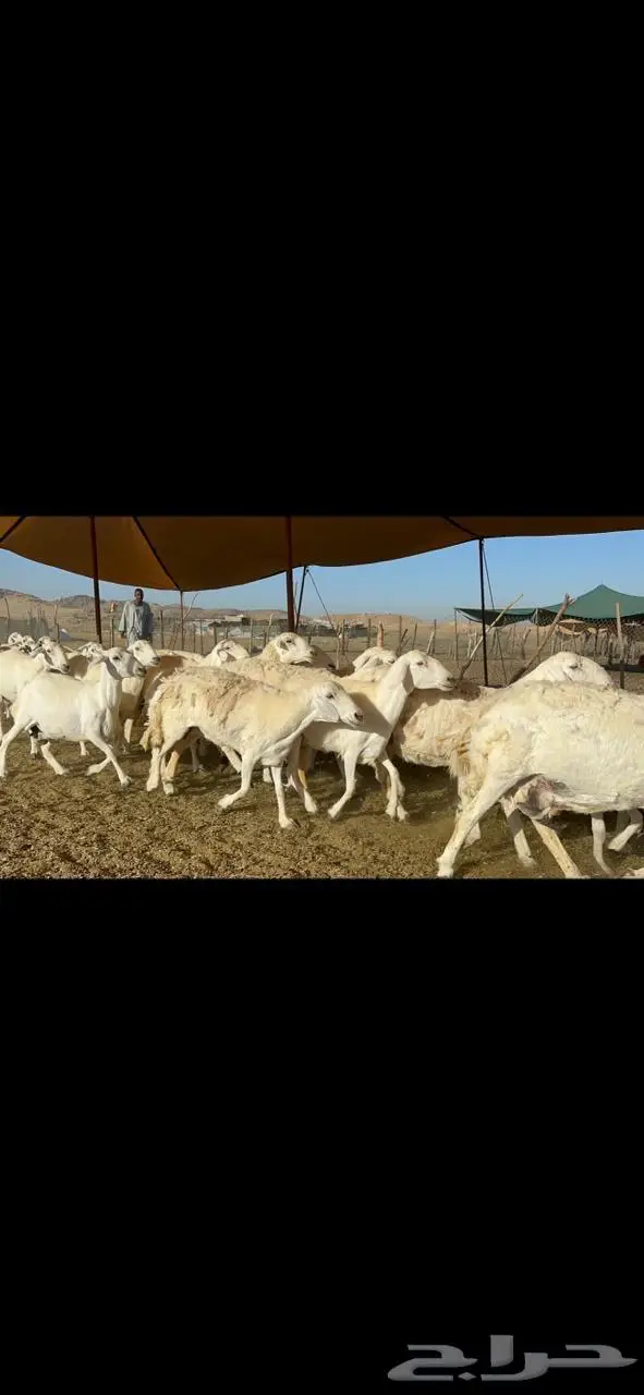 غنم حرية صنف جرروم دفيع 65 8