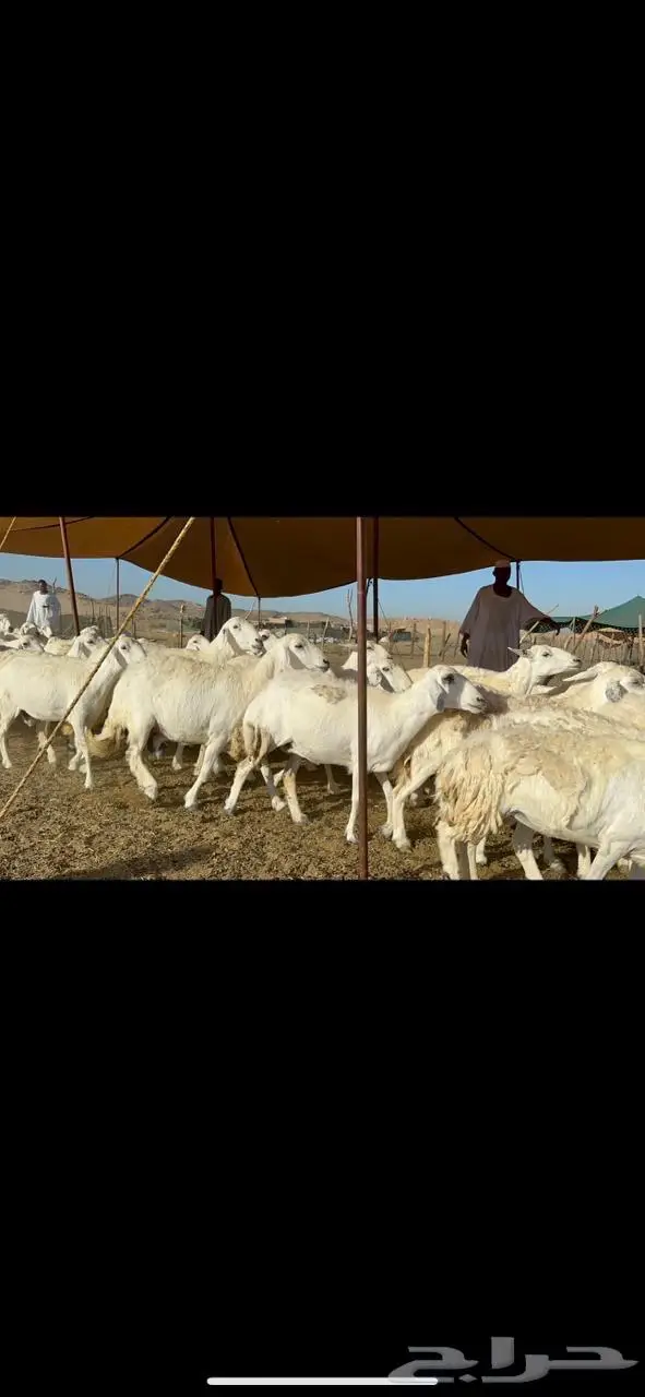 غنم حرية صنف جرروم دفيع 65 9