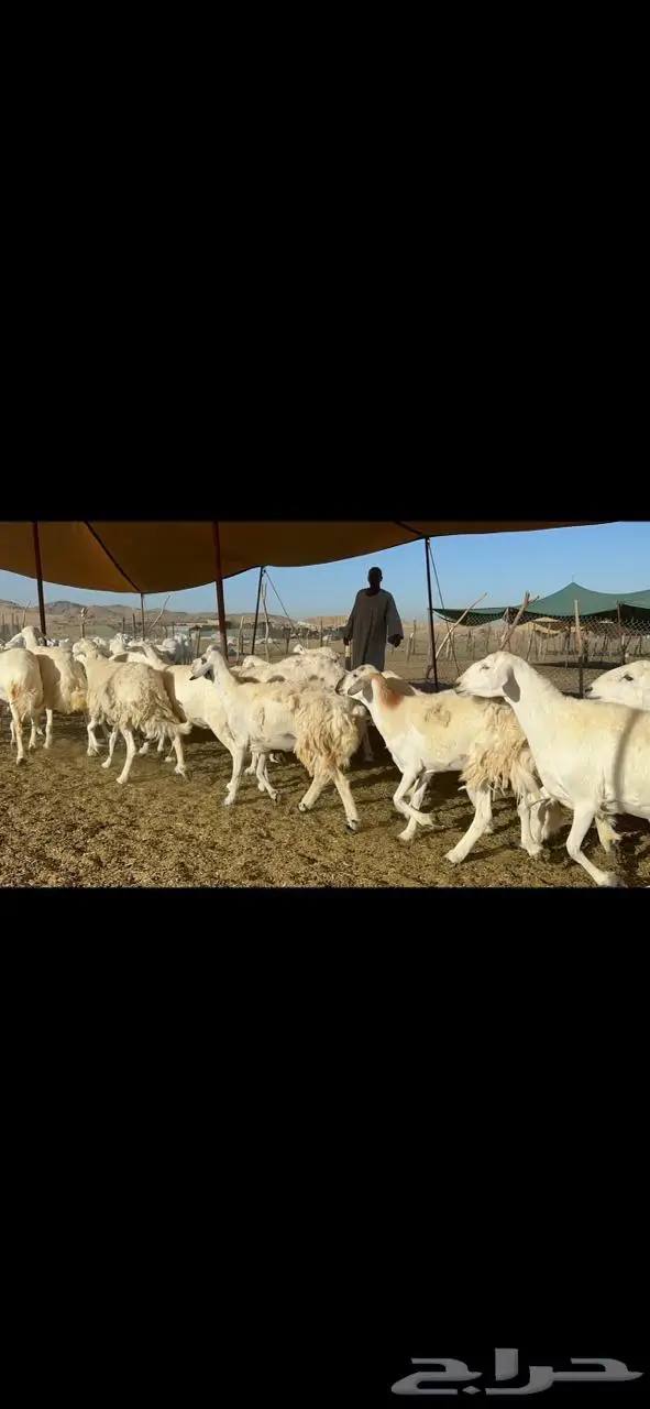 غنم حرية صنف جرروم دفيع 65 10