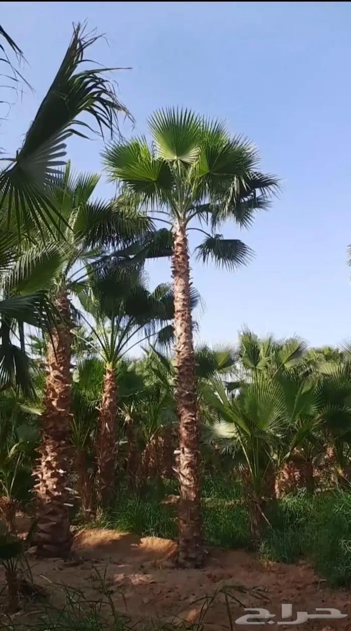 نخل للبيع واشنطني زينه 5