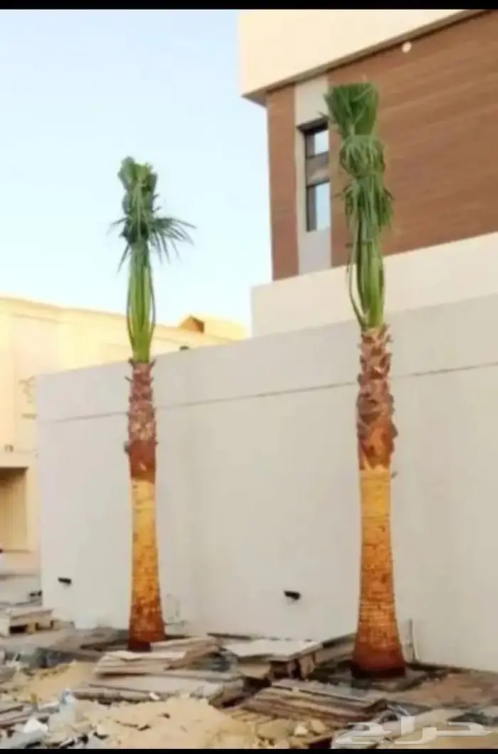 نخل للبيع واشنطني زينه 2