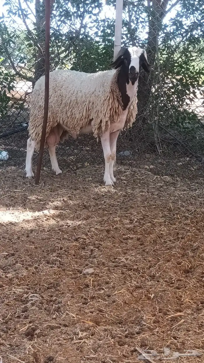 فحول مغربية صردية 5