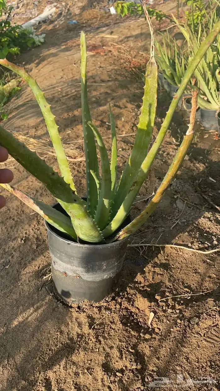 مشتل لبيع الاشجار والنباتات بالجملة 5