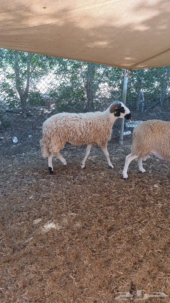 فحول مغربية صردية 3
