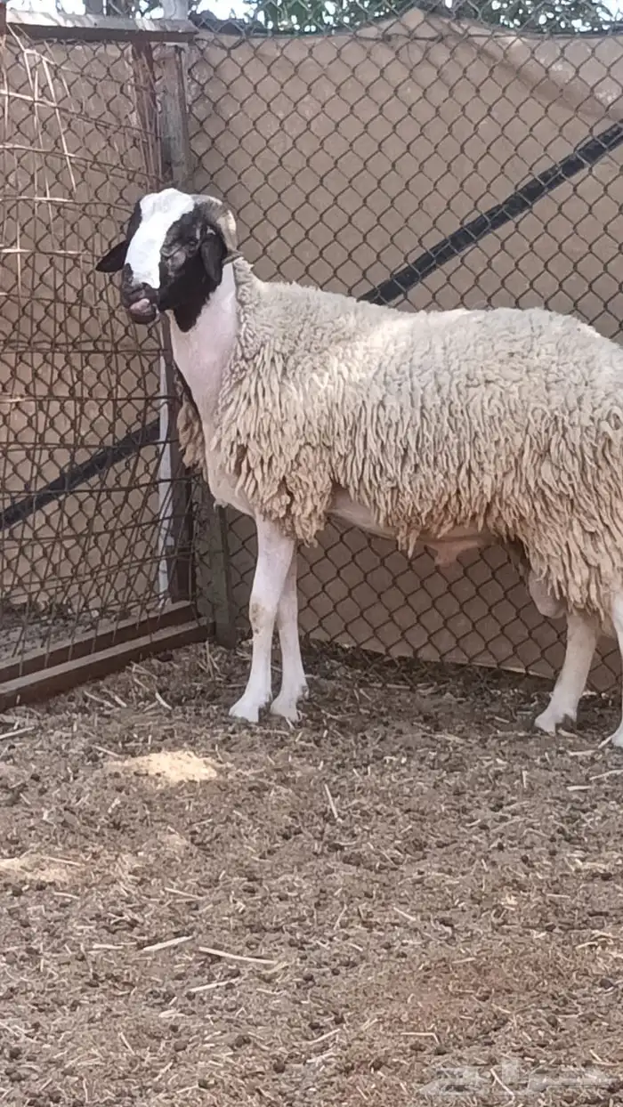 فحول مغربية صردية 4