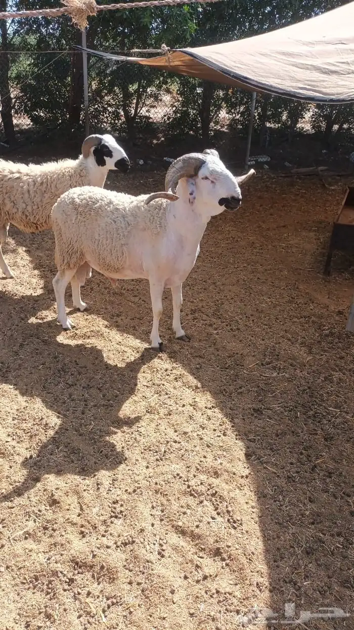 فحول مغربية صردية 0