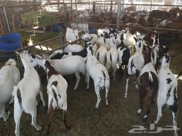 طليان حري و سواكني و تيوس مع خدمة التوصيل 10