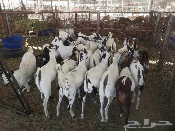 طليان حري و سواكني و تيوس مع خدمة التوصيل 14