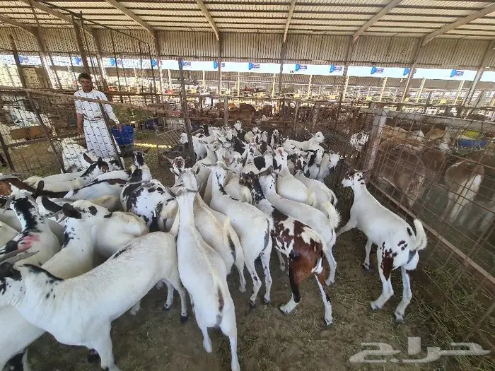 طليان حري و سواكني و تيوس مع خدمة التوصيل 16