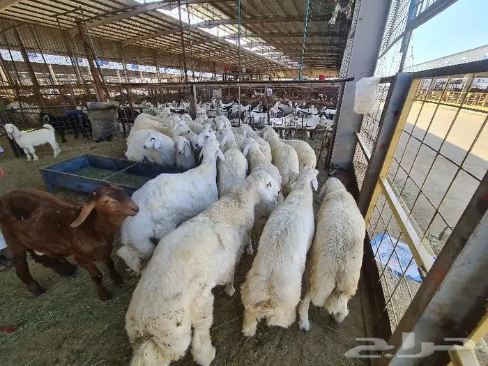 طليان حري و سواكني و تيوس مع خدمة التوصيل 9