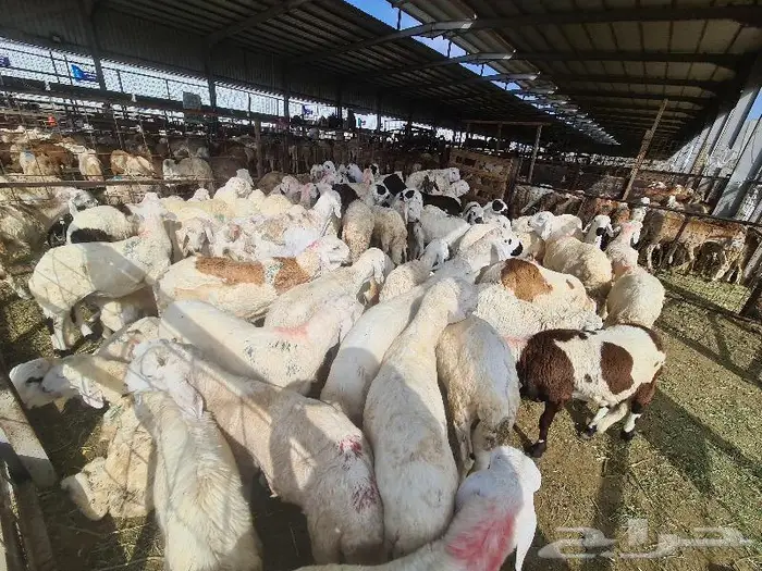 طليان حري و سواكني و تيوس مع خدمة التوصيل 22