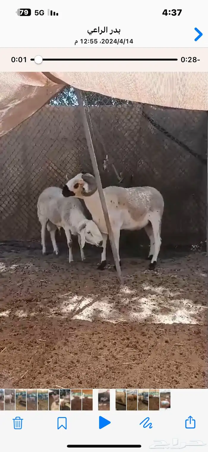 فحول مغربية صردية 2