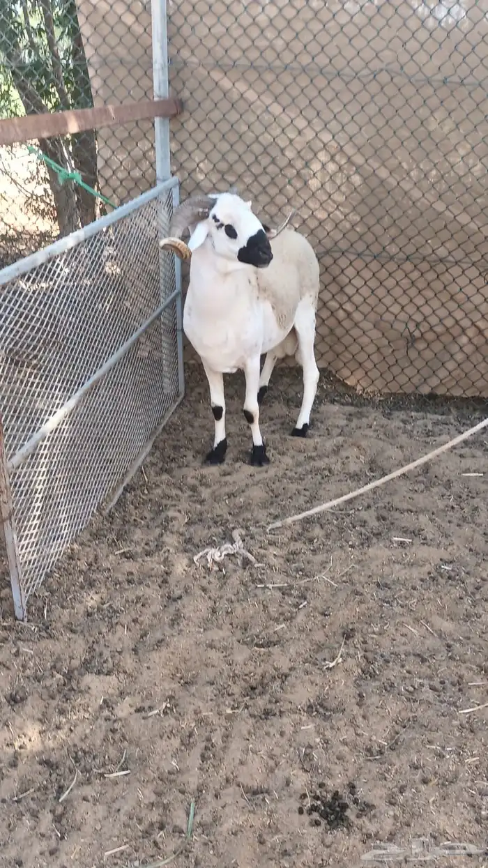 فحول مغربية صردية 1